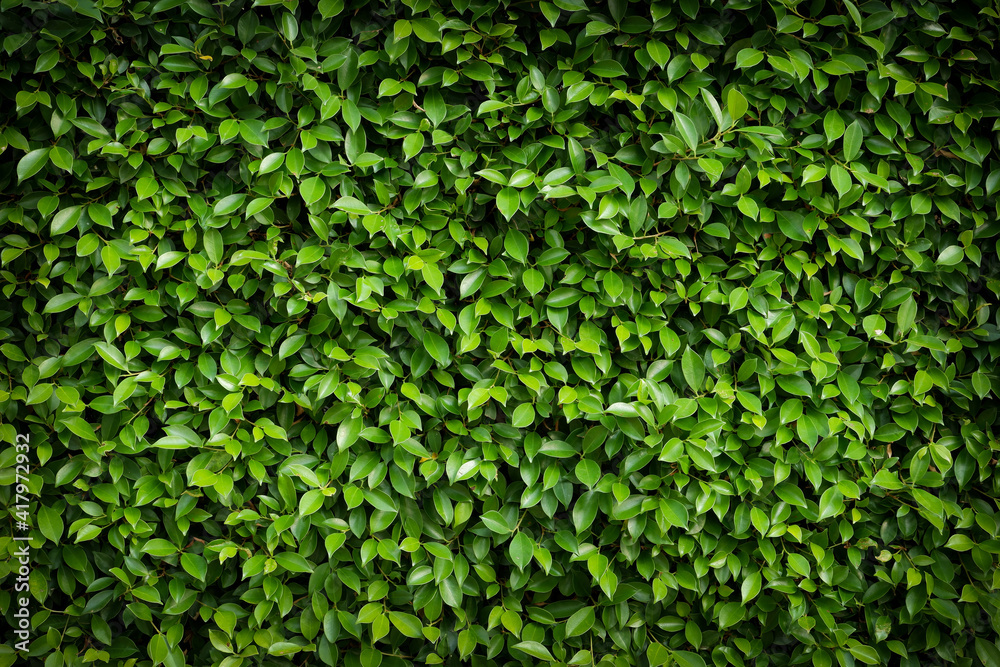 green leaf background green leaf background