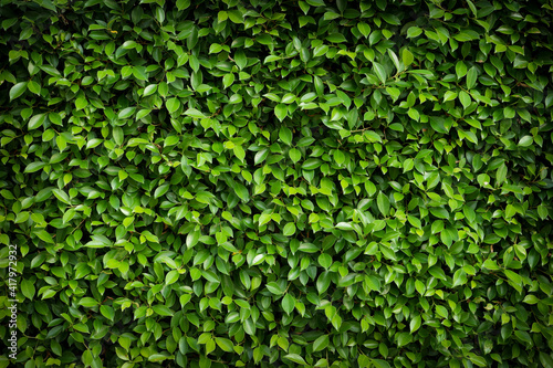 green leaf background © BJ.Photo