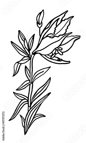 Black line art bouquet flower lily isolated on white background. Hand-drawn botanical illustration for coloring book, card, celebration, wedding, birthday, wallpaper, wrapping, textile, gift