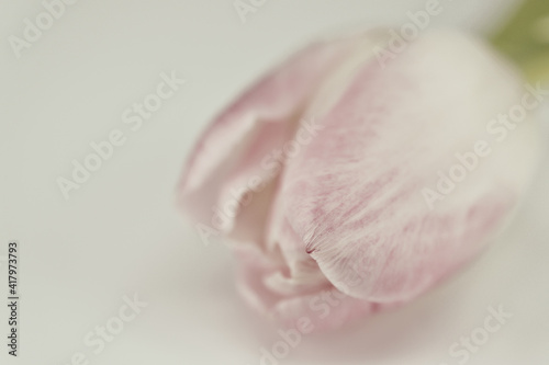 Single pink tulip flower in pastel colors, isolated on white background. Selective focus with blur. 