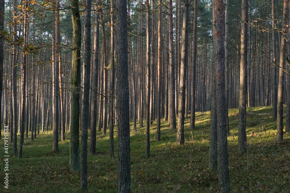 las sosnowy oświetlony letnim słońcem, wysokie pnie drzew iglastych, ubogie poszycie leśne, las miejscem odpoczynku po pracy i źródłem czystego powietrza