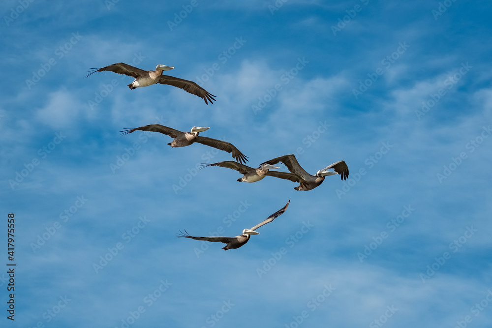 A squadron of five Brown Pelicans (Pelecanus occidentalis) in flight against a beautiful late spring morning sky.