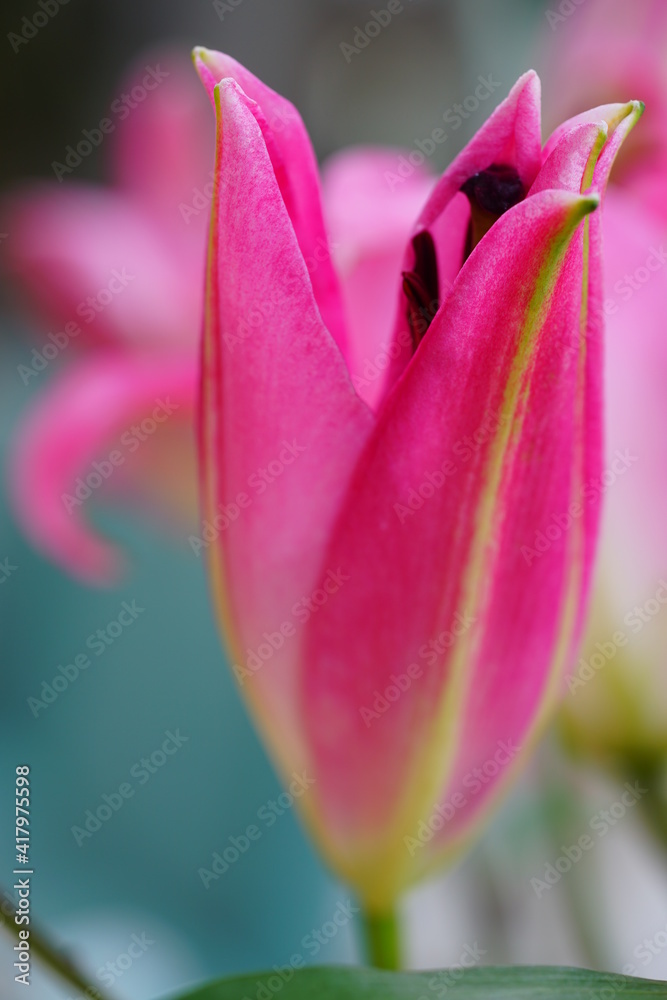 Pink Asiatic lily flower bloom with pollen covered anthers Pink Asiatic lily flower bloom with pollen covered anthers
