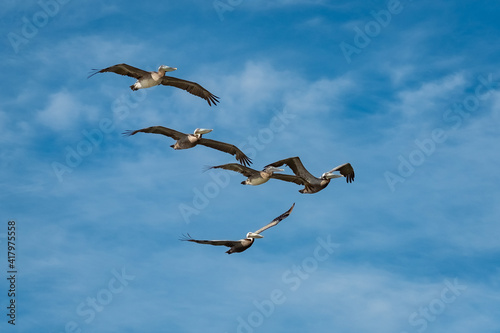Obraz na płótnie A squadron of five Brown Pelicans (Pelecanus occidentalis) in flight against a beautiful late spring morning sky. w salonie