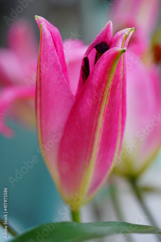 Pink Asiatic lily flower bloom with pollen covered anthers © eqroy