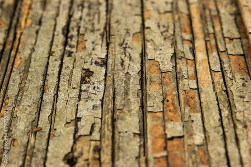 Texture of old bark Betel nut natural background