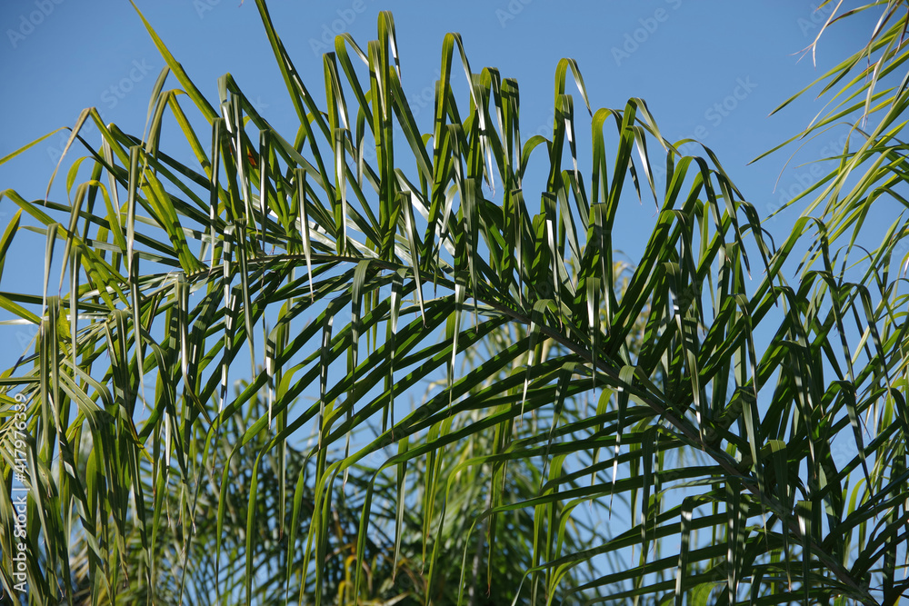 Close-up view of a palm leaf under a blue sky Close-up view of a palm leaf under a blue sky