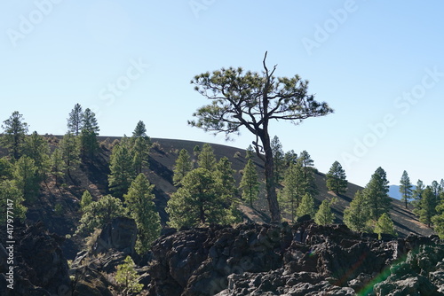 tree in the mountain desert