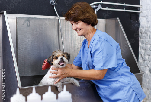 Mature woman washing and cleaning cute havanese at professional grooming salon..