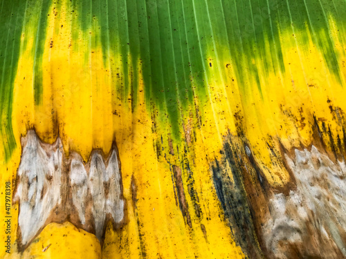 Banana leaves texture background