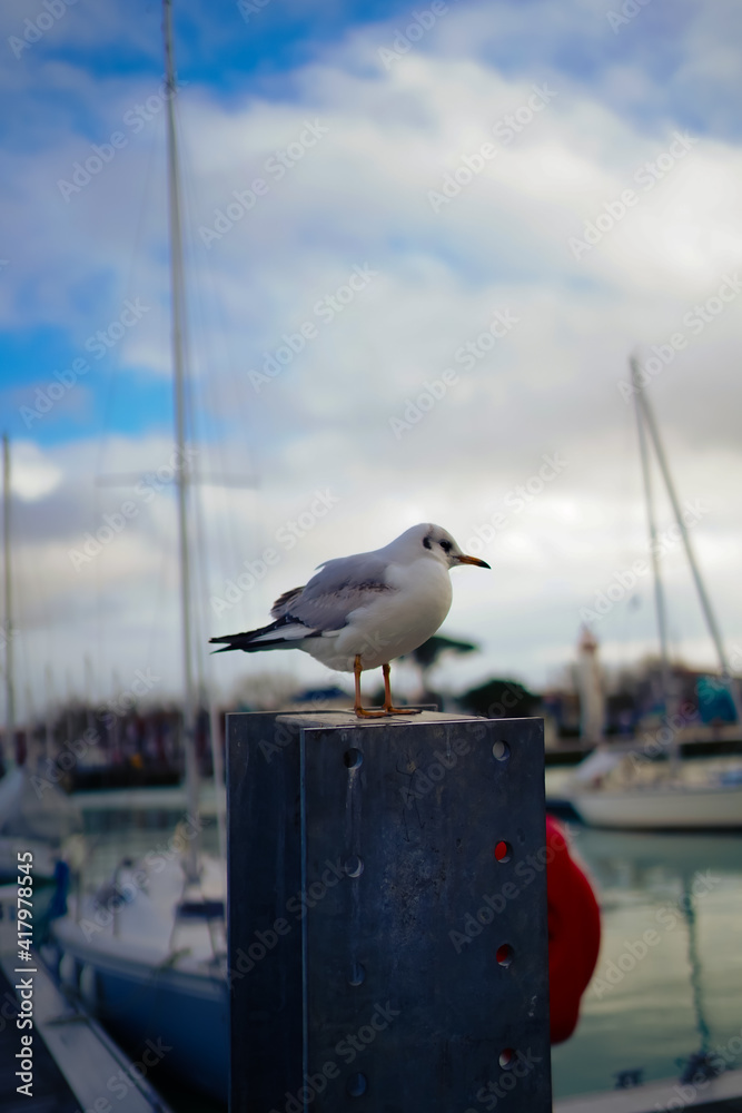 Obraz premium Seagull resting on a post in La Rochelle Harbor, France