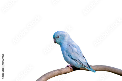 Closeup forpus bird isolated on white background