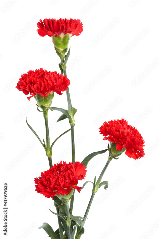 Red carnations flower Red carnations flower