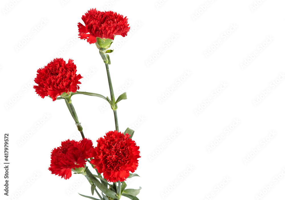 Obraz premium Red carnations flower