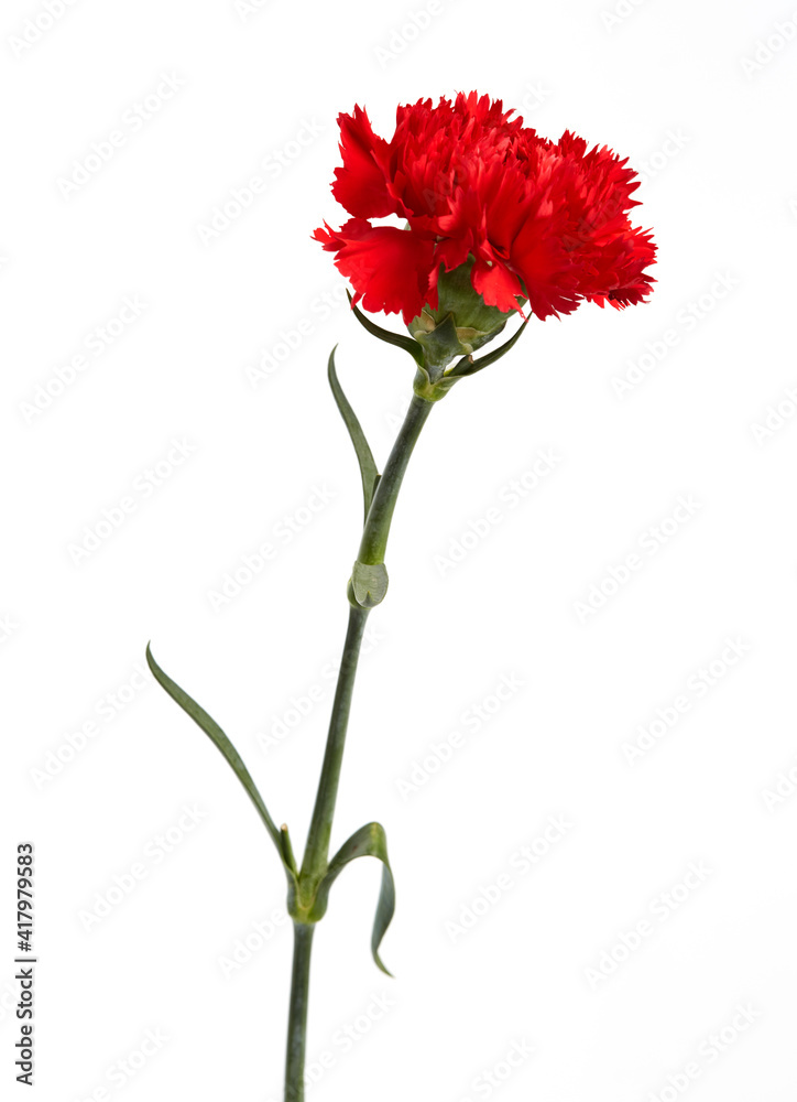 Red carnations flower Red carnations flower