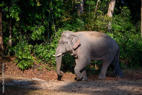 Male Asian wild elephants have beautiful tusks.