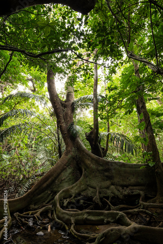 Ficus Variegata Blume with its roots looking like dragon's paws and behind with its lush natural vegetation in Iriomote island's jungle, Okinawa. © Renata Barbarino