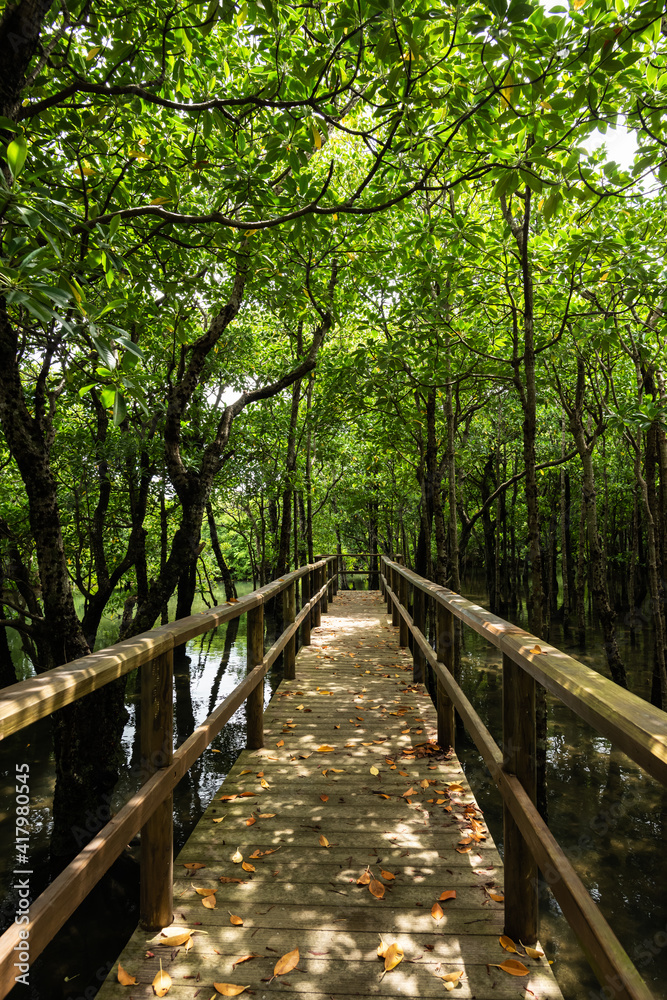 Path with dry leaves on the ground that lead to observe the mangrove and its flora and fauna at Omiya Road Park. Iriomote Island. Path with dry leaves on the ground that lead to observe the mangrove and its flora and fauna at Omiya Road Park. Iriomote Island.