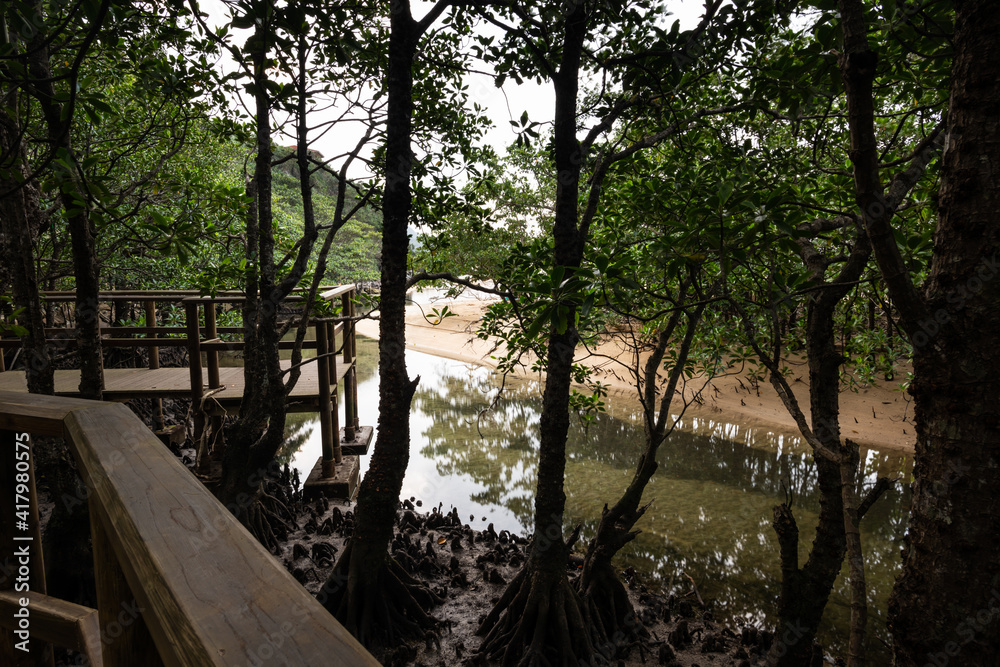 Path that lead to observe the mangrove and its flora at Omiya Road Park. Iriomote Island. Path that lead to observe the mangrove and its flora at Omiya Road Park. Iriomote Island.
