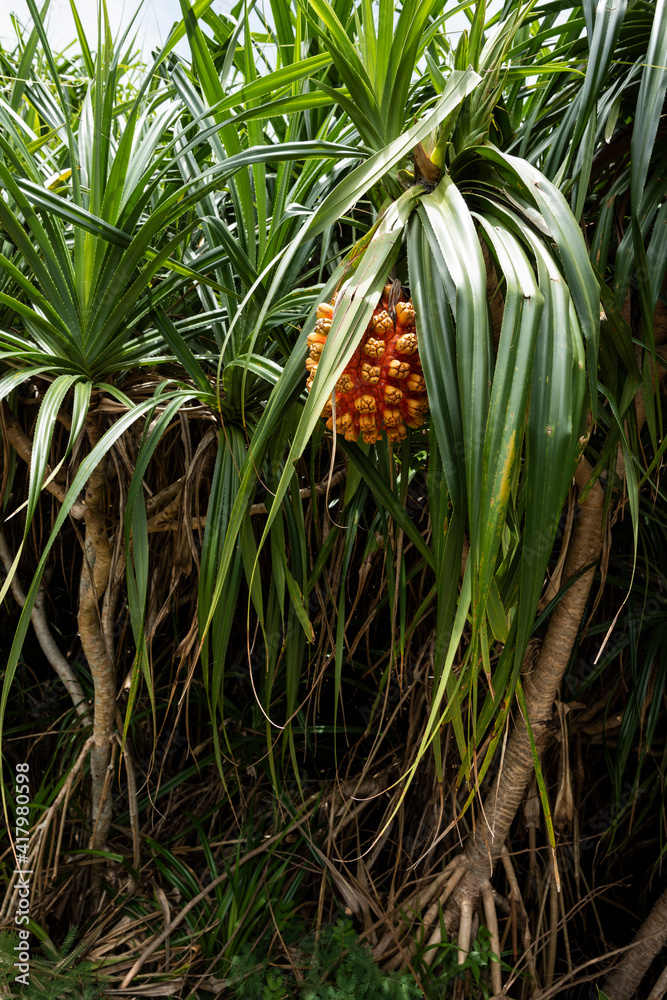 Typical plant from Okinawa region with orange fruit and sawn leaves. (Pandanus odoratissimus). Typical plant from Okinawa region with orange fruit and sawn leaves. (Pandanus odoratissimus).
