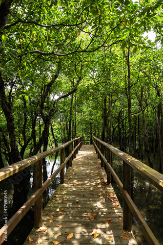 Path with dry leaves on the ground that lead to observe the mangrove and its flora and fauna at Omiya Road Park. Iriomote Island.