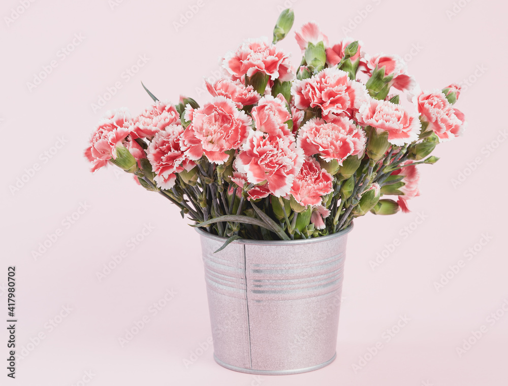 Beautiful blooming pink carnations Beautiful blooming pink carnations