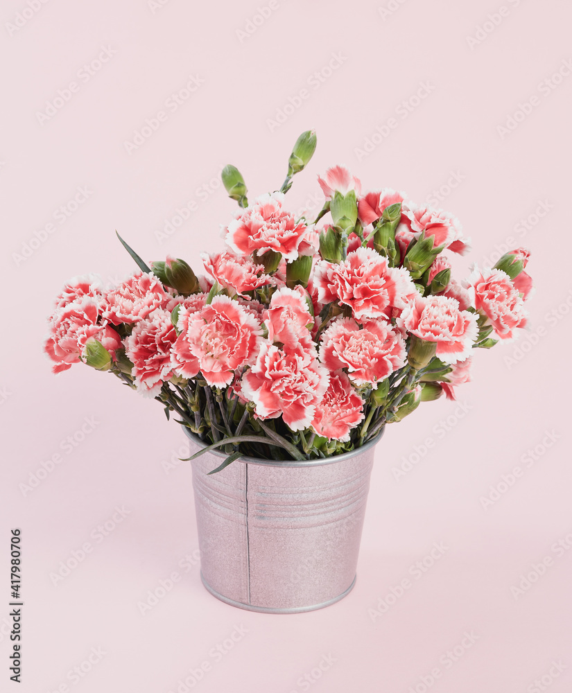 Beautiful blooming pink carnations Beautiful blooming pink carnations