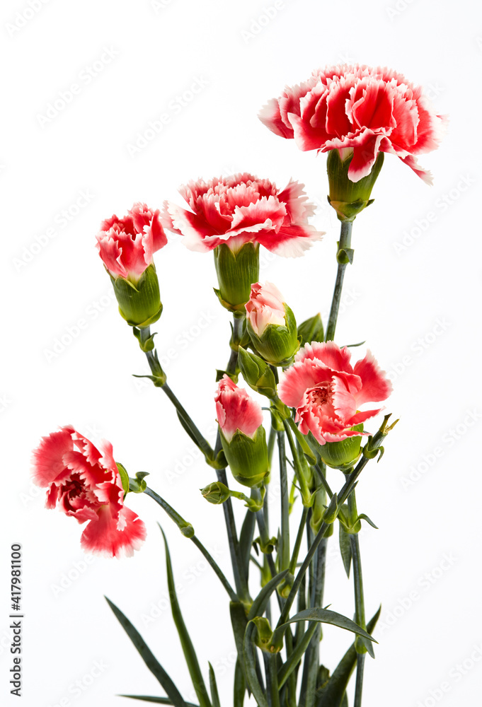 Beautiful pink carnations flower