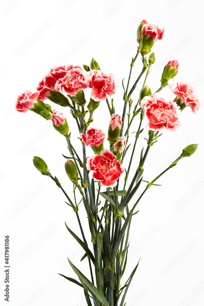 Beautiful pink carnations flower