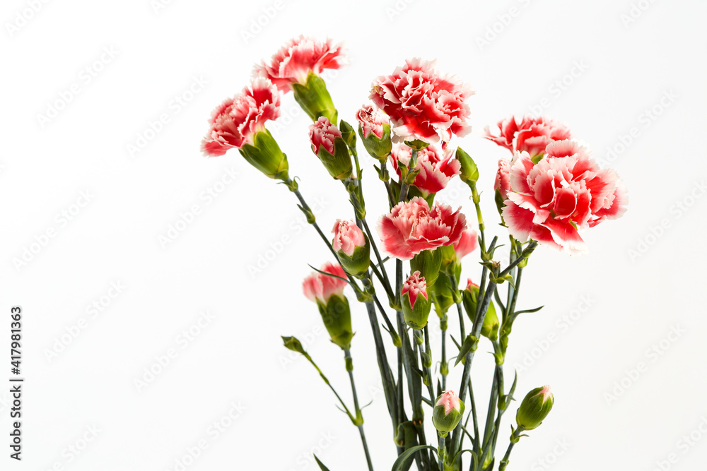 Beautiful pink carnations flower Beautiful pink carnations flower