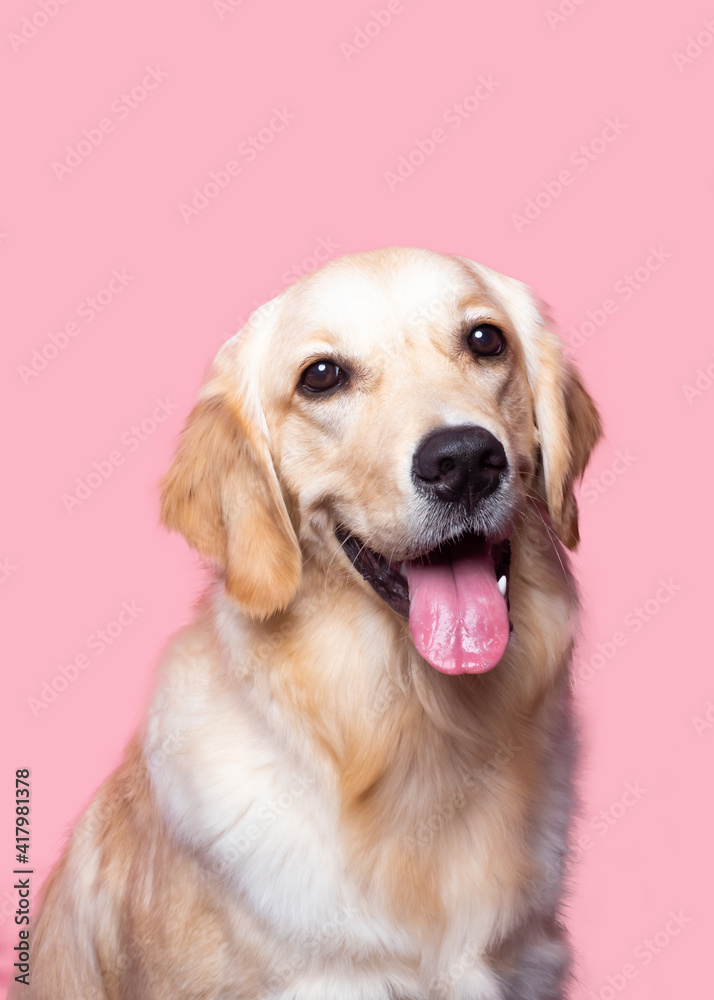 golden retriever puppy golden retriever puppy