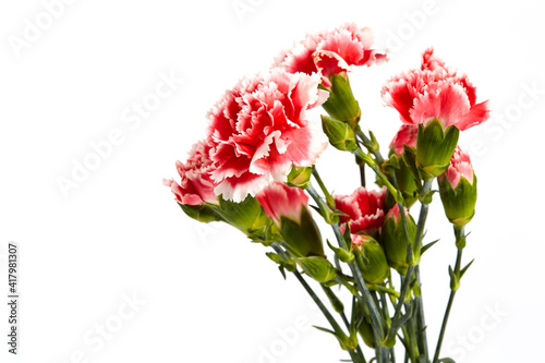 Beautiful pink carnations flower