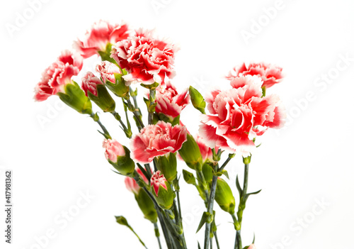 Fototapeta Naklejka Na Ścianę i Meble -  Beautiful pink carnations flower