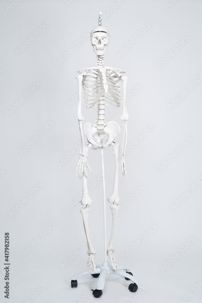 Human medical skeleton