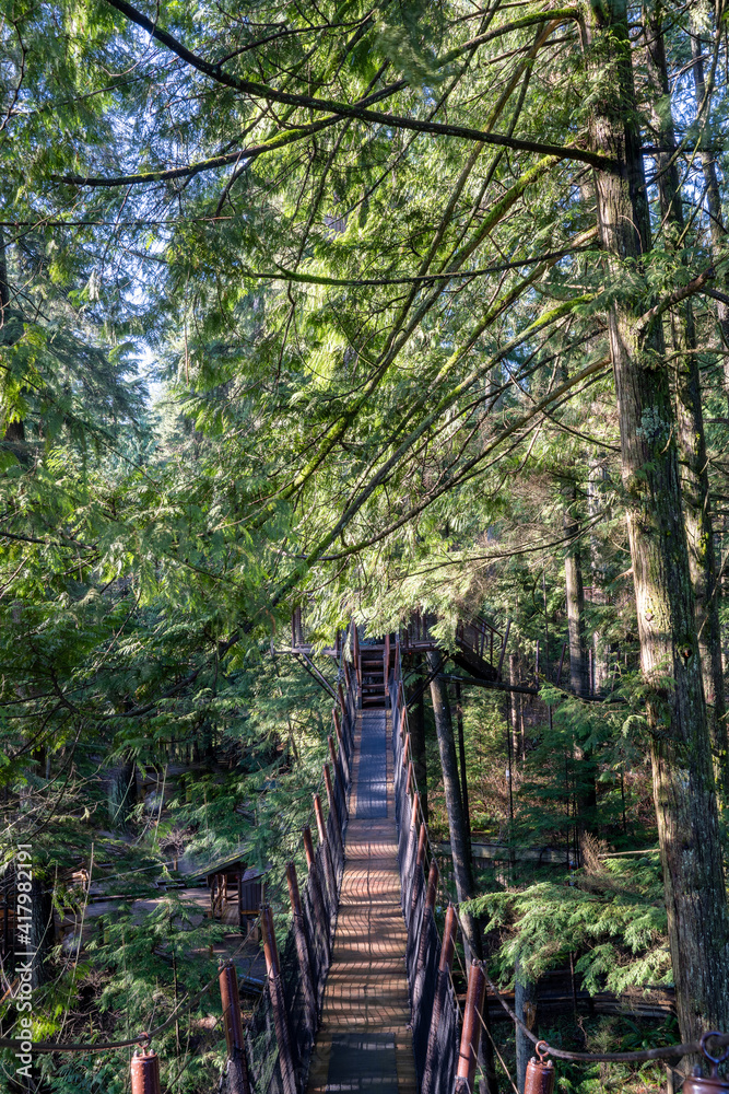 Fototapeta premium Forrest surrounding Vancouver, British Colombia 