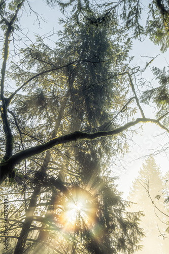 Forrest surrounding Vancouver, British Colombia 