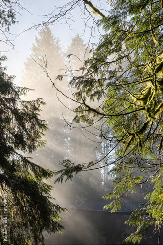 Forrest surrounding Vancouver, British Colombia 