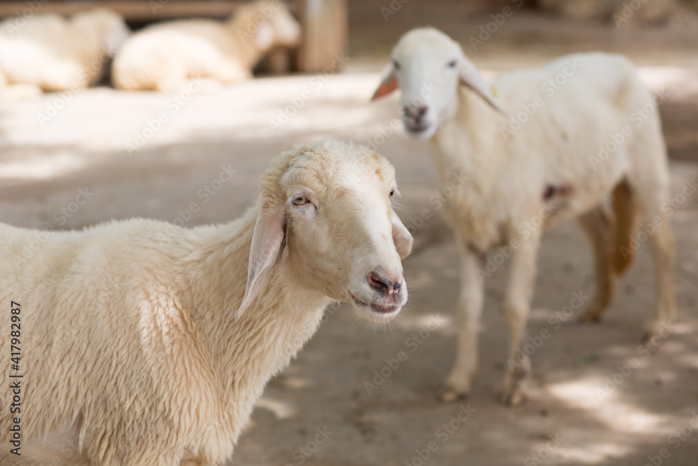 Portrait of cute sheep in herd looking at camera Portrait of cute sheep in herd looking at camera