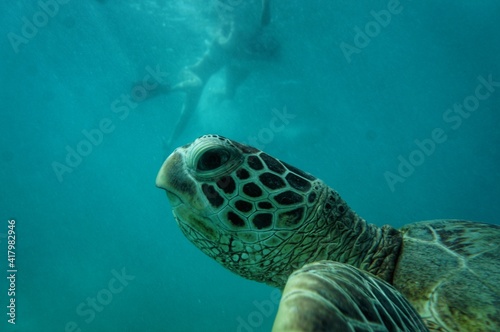 Swimming with Wild Green Sea Turtles in Hawaii 