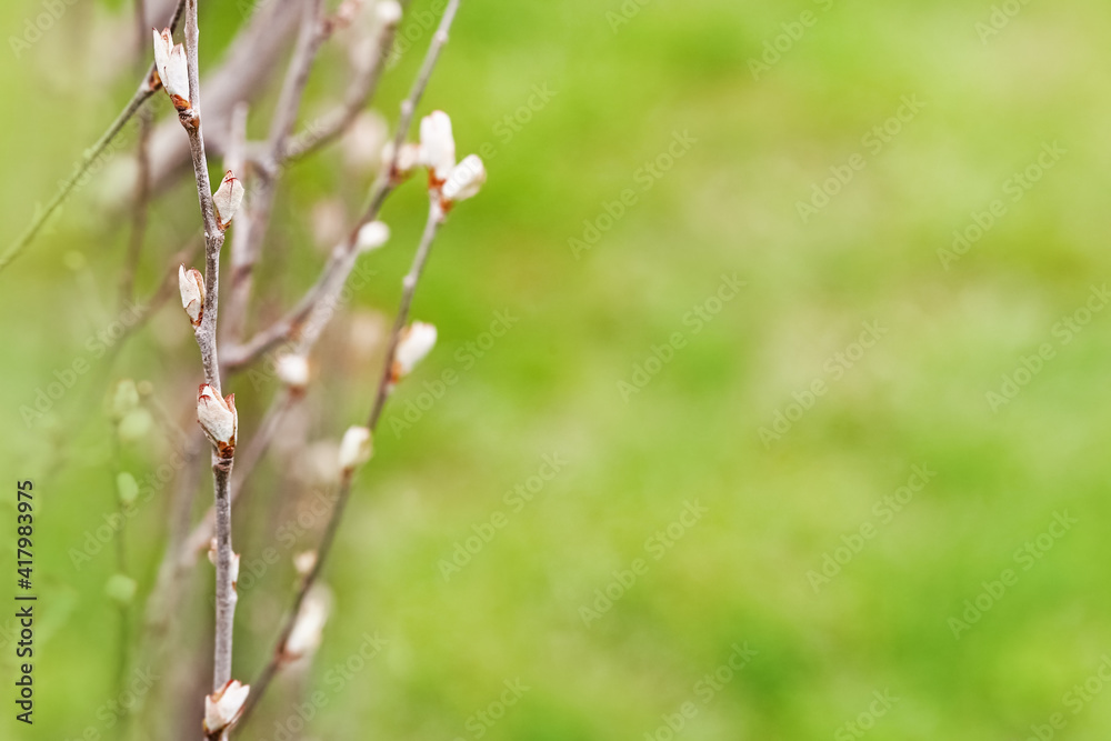 First spring leaves on green blurred background. Fresh green leaf. Natural background. First spring leaves on green blurred background. Fresh green leaf. Natural background.