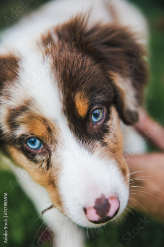 Australian Shepherd puppies play in grass