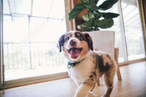 Australian Shepherd puppies play in grass