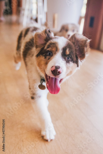 Australian Shepherd puppies play in grass