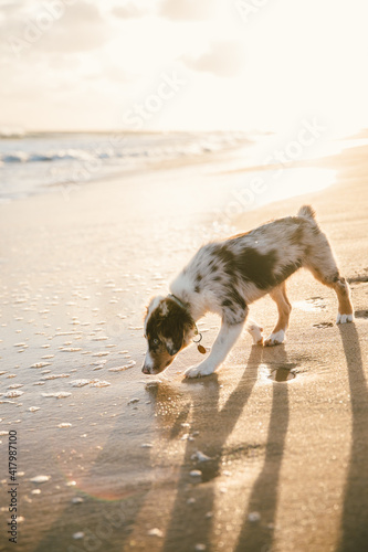 Australian Shepherd puppy and owner play on the beach