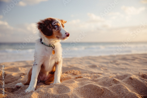 Australian Shepherd puppy and owner play on the beach