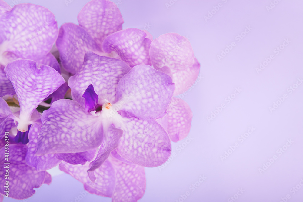 Vanda orchids on pink background Vanda orchids on pink background