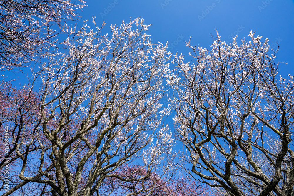 梅林の白梅 梅林の白梅