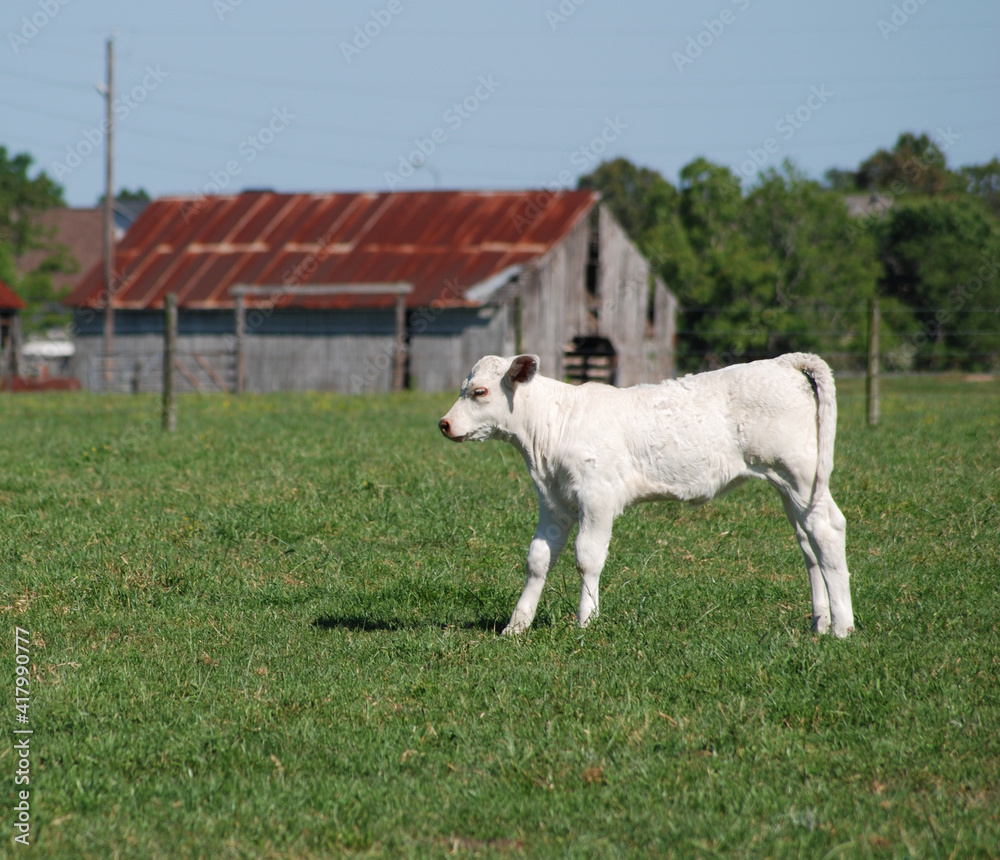 Obraz premium White Calf in Pasture with Barn in Background Green Grass Copyspace Cow Farm Animals Raising Livestock on Ranch for Milk or Beef Large Animals Outdoors