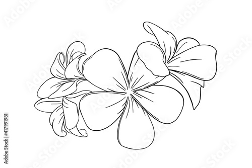 Frangipani or plumeria tropical flower for leis. Engraved frangipani isolated in white background. Outline vector illustration