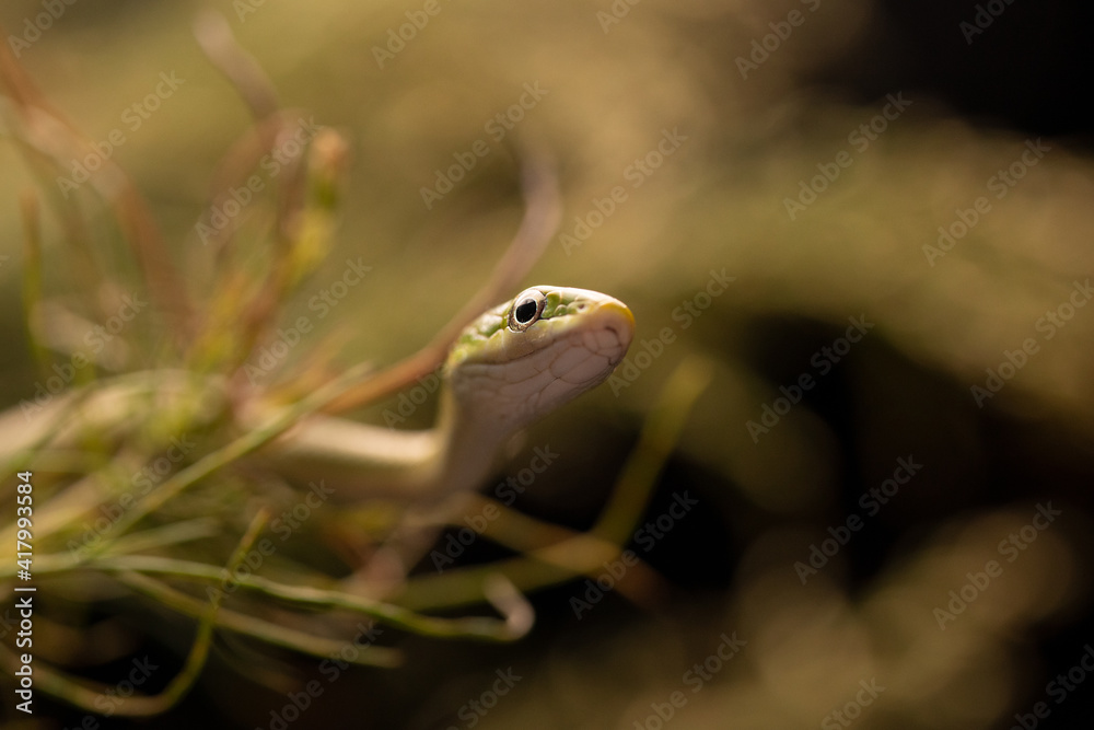 Naklejka premium Rough Green Snake in Foliage